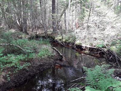 BIOMONITORING UPSTREAM WEB PHOTO