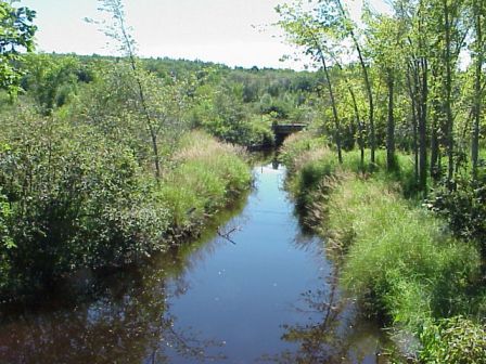 BIOMONITORING DOWNSTREAM WEB PHOTO