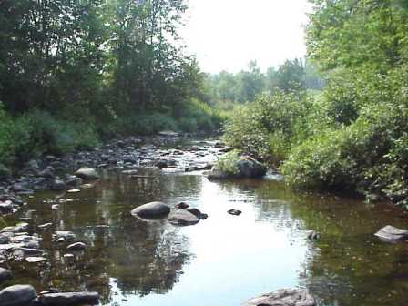BIOMONITORING UPSTREAM WEB PHOTO