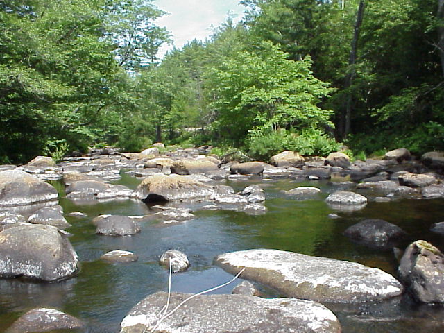 BIOMONITORING DOWNSTREAM WEB PHOTO