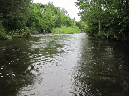 BIOMONITORING DOWNSTREAM WEB PHOTO