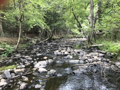 BIOMONITORING DOWNSTREAM WEB PHOTO