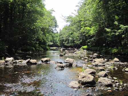 BIOMONITORING DOWNSTREAM WEB PHOTO