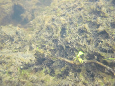 BIOMONITORING MISCELLANEOUS WEB PHOTO