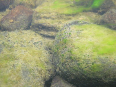 BIOMONITORING MISCELLANEOUS WEB PHOTO