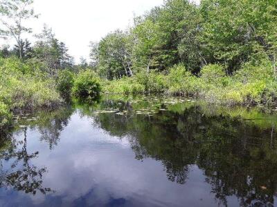 BIOMONITORING WETLAND WEB PHOTO