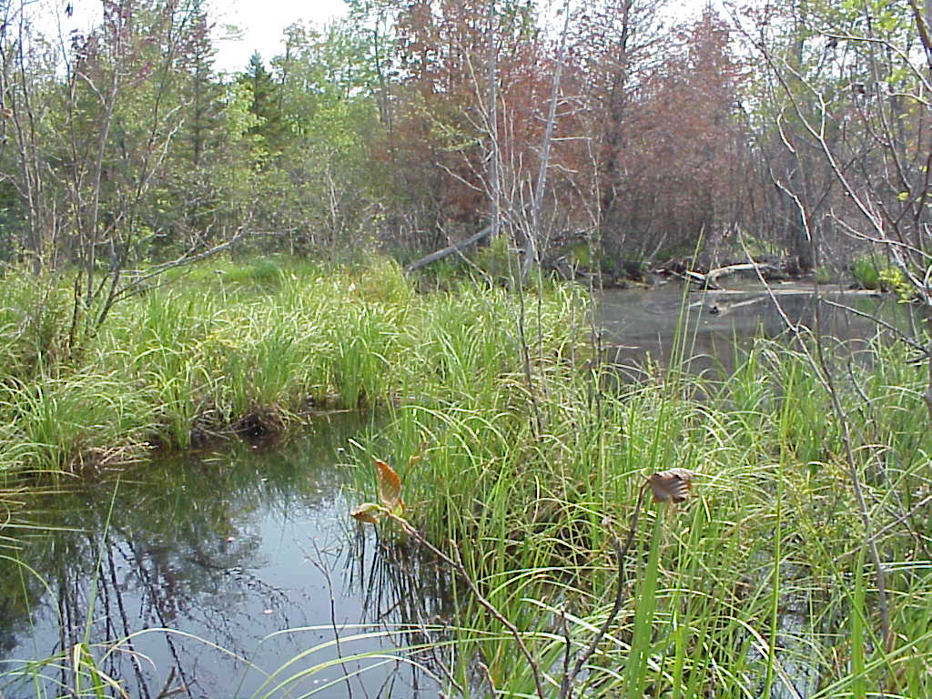 BIOMONITORING WETLAND WEB PHOTO