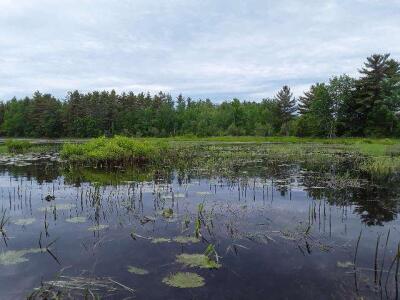 BIOMONITORING WETLAND WEB PHOTO
