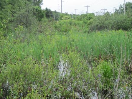 BIOMONITORING WETLAND WEB PHOTO