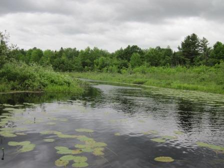BIOMONITORING WETLAND WEB PHOTO