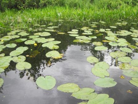 BIOMONITORING UPSTREAM WEB PHOTO