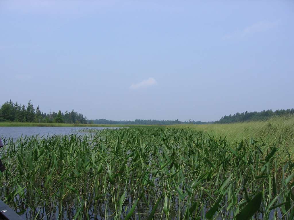 BIOMONITORING WETLAND WEB PHOTO