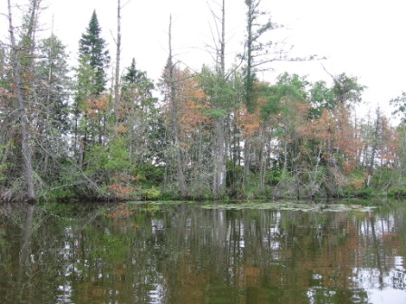 BIOMONITORING WETLAND WEB PHOTO