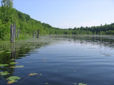 BIOMONITORING WETLAND WEB PHOTO