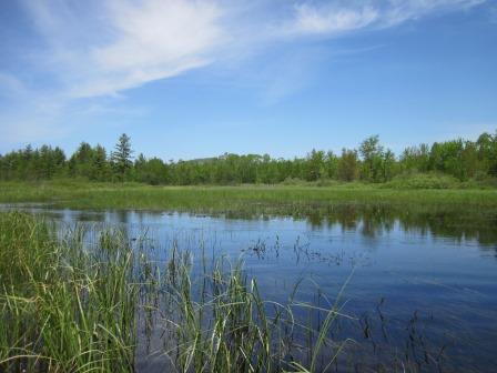 BIOMONITORING WETLAND WEB PHOTO