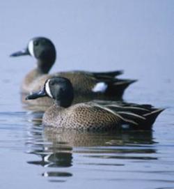 Blue Winged Teal