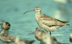 Whimbrel