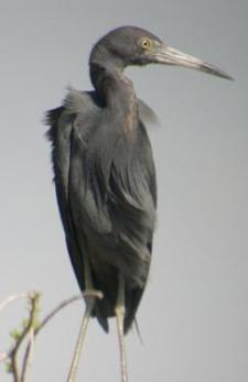 Little Blue Heron