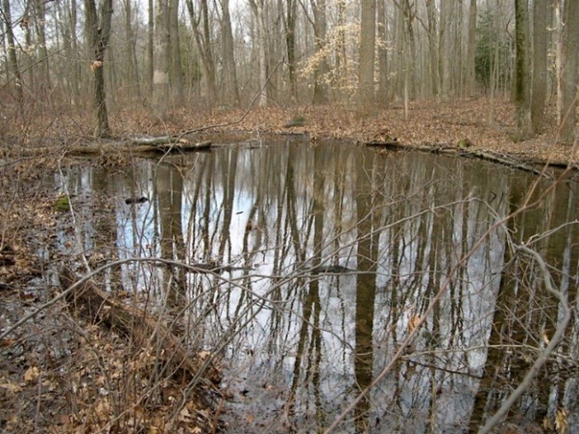 A large potential vernal pool in a mature, predominantly hardwood forest in Autumn.
