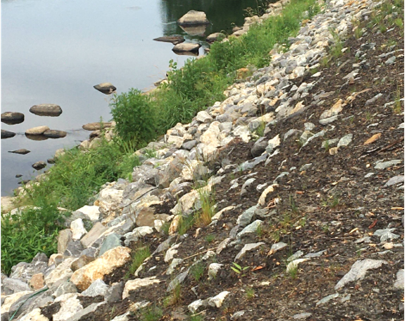 Planted riprap stone to become “rooted riprap” for long-term 