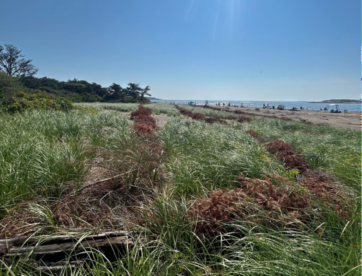 Buried Christmas trees in four rows to reduce erosion and accumulate sand at Popham Beach.