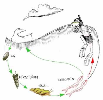 picture:  diagram  of life cycle of the trematode worm