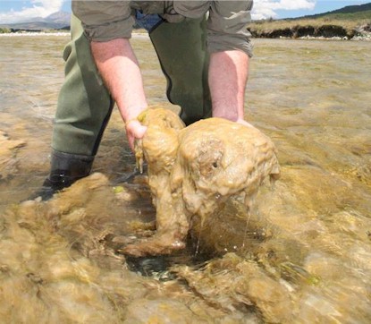 image: rock snot