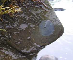 Algae-Covered Rock