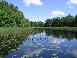 Pemaquid River Wetland