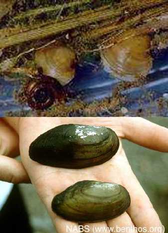 freshwater clam