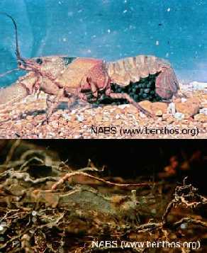 Crayfish (top) and shrimp (bottom)