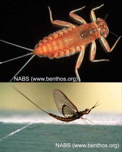 Biomonitoring Macroinvertebrates-Mayflies, Monitoring and Assessment,  Bureau of Land and Water Quality, Maine Department of Environmental  Protection