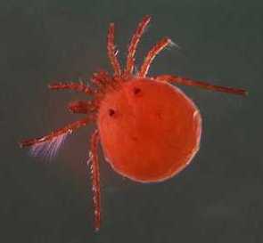 Water mite