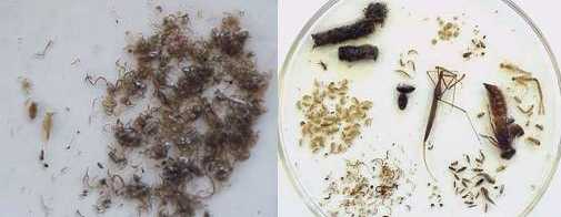 wetland macroinvertebrate examples