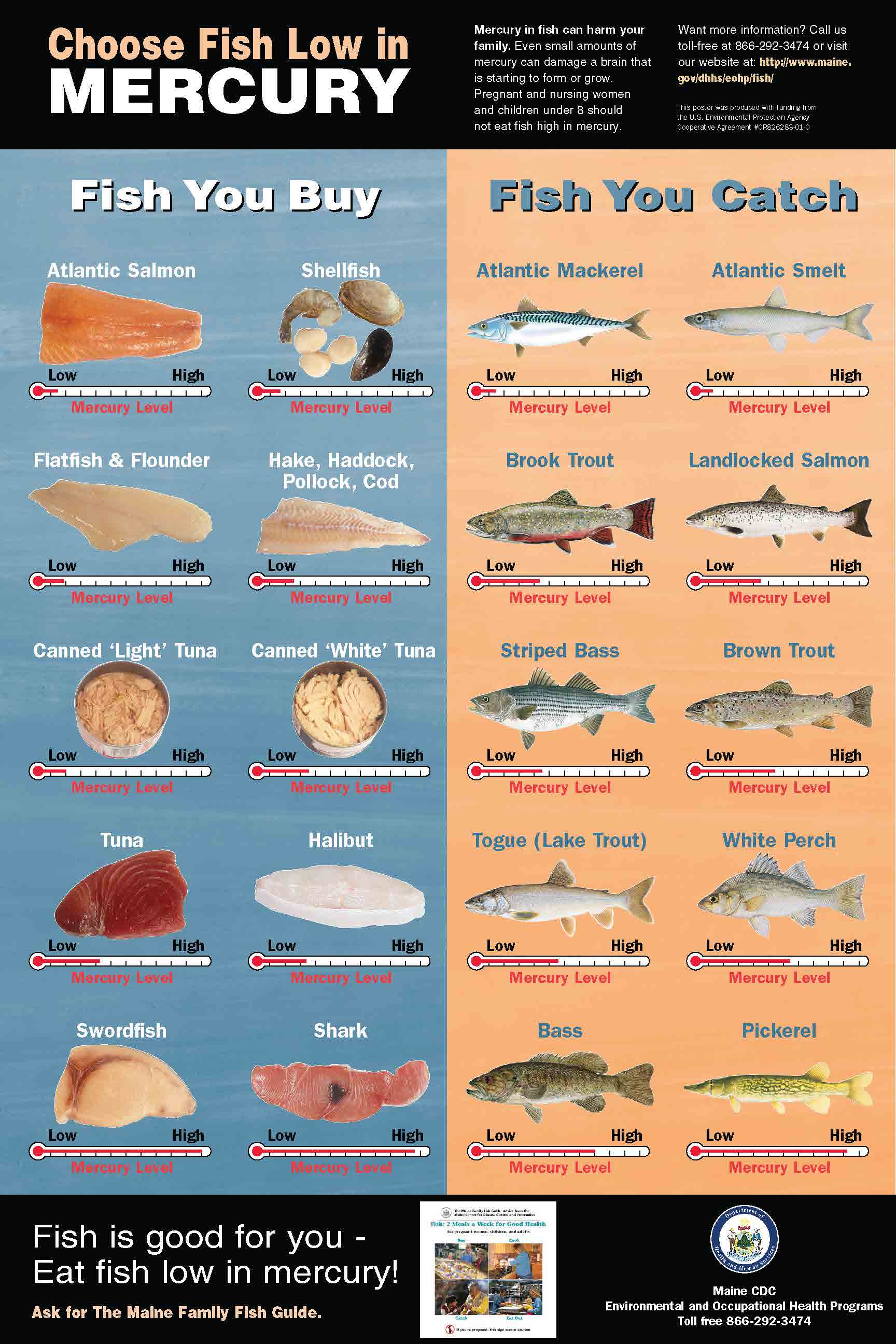 Seafood Mercury Levels Chart