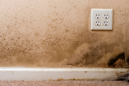 Wall with mold growing on it