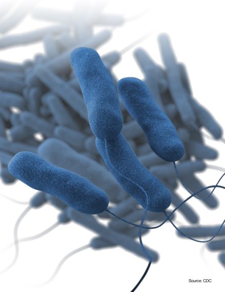 Legionella bacteria