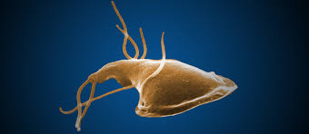 Giardia parasite