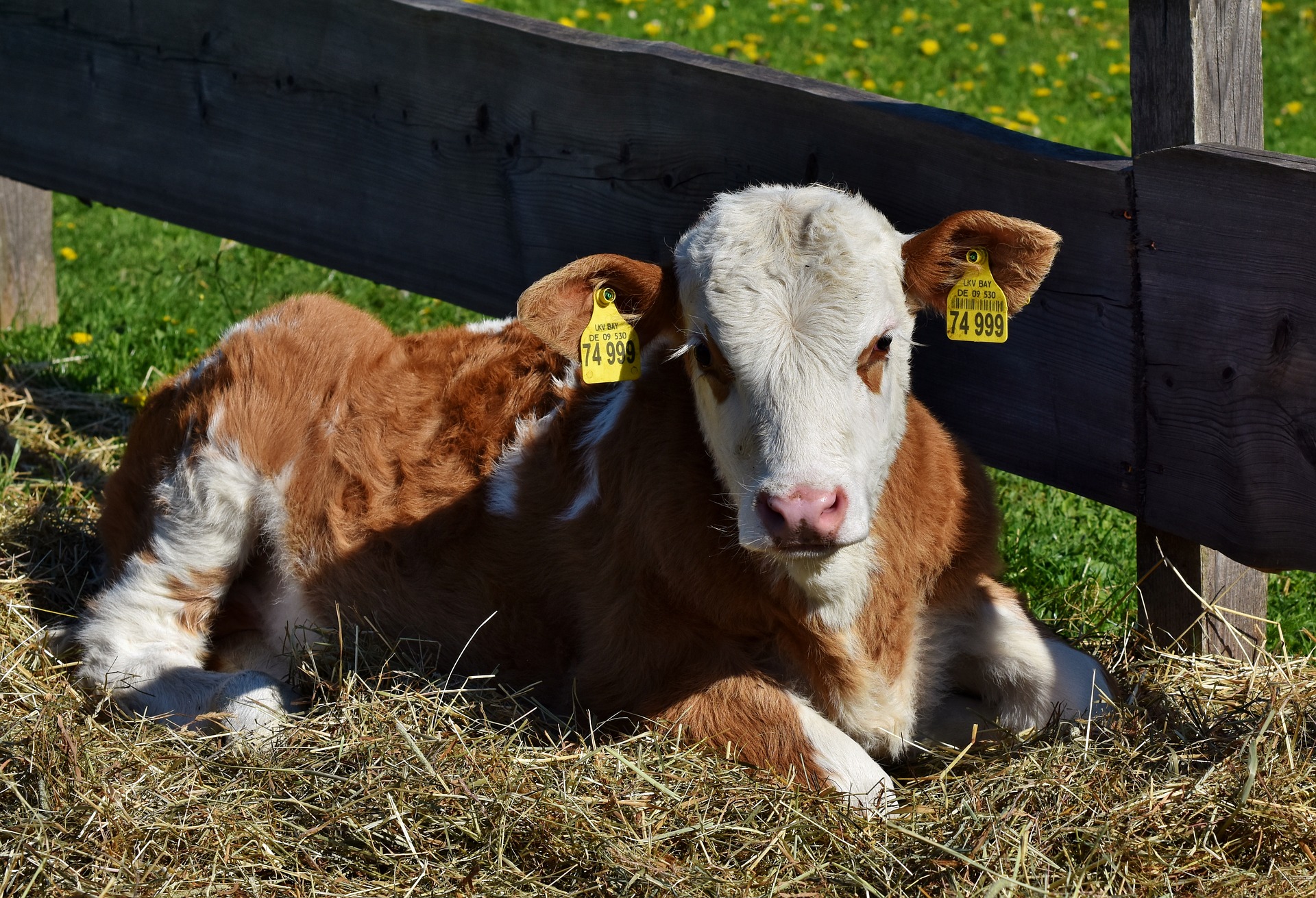 calf laying down