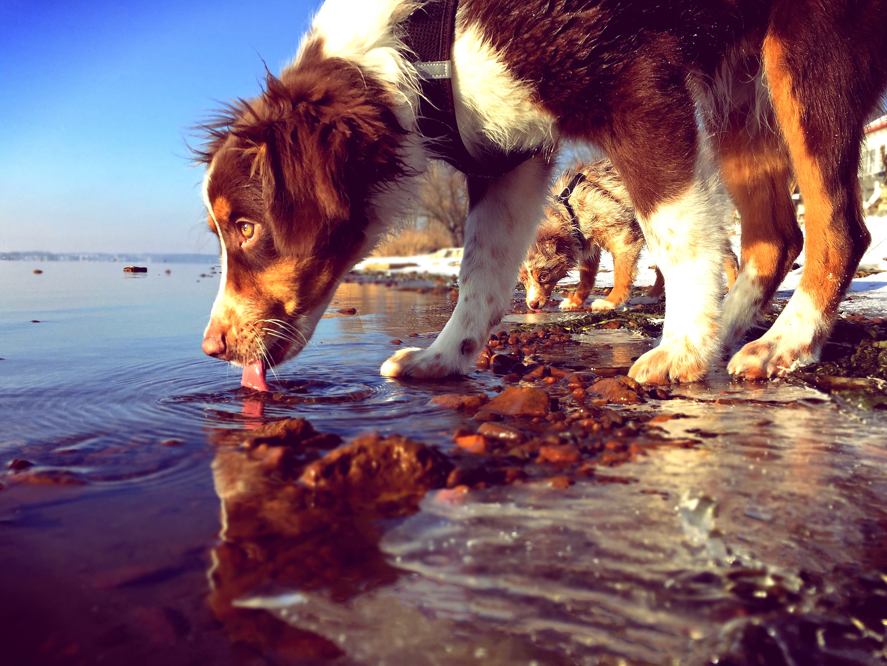 dog drinking out of a lake