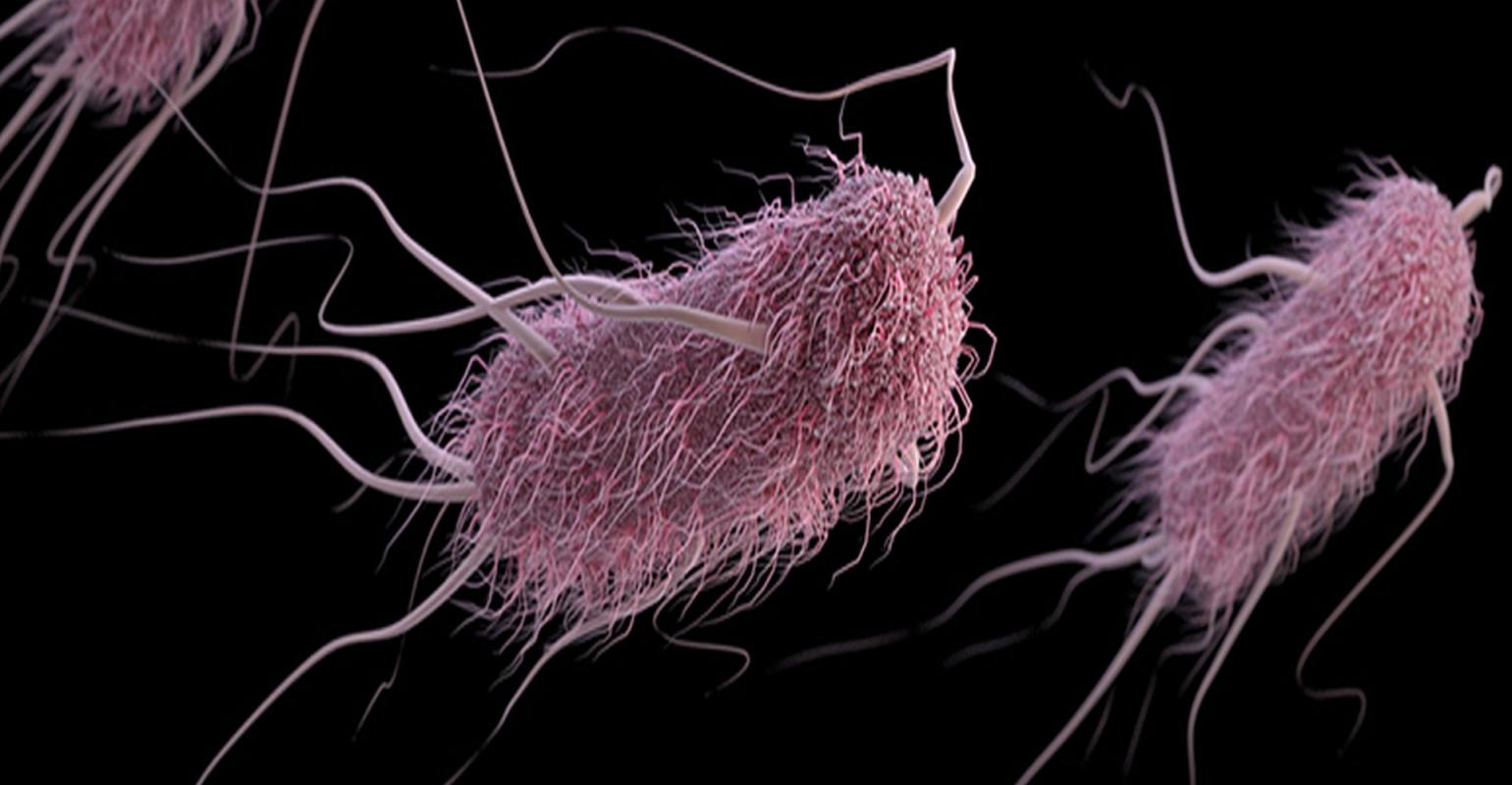 E. coli