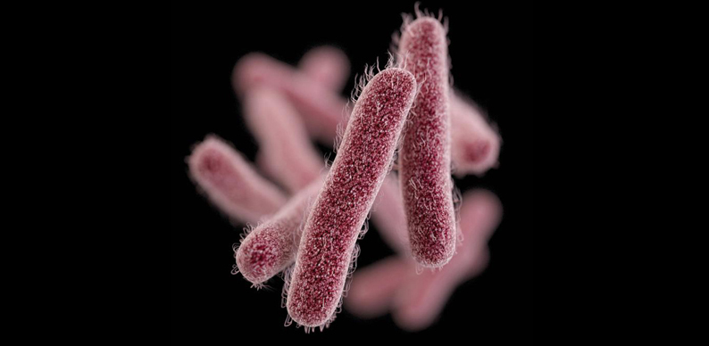 Shigella