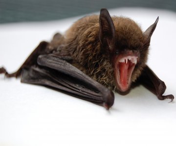 bat