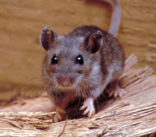 deer-mouse