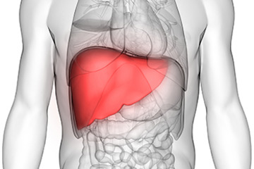 human liver