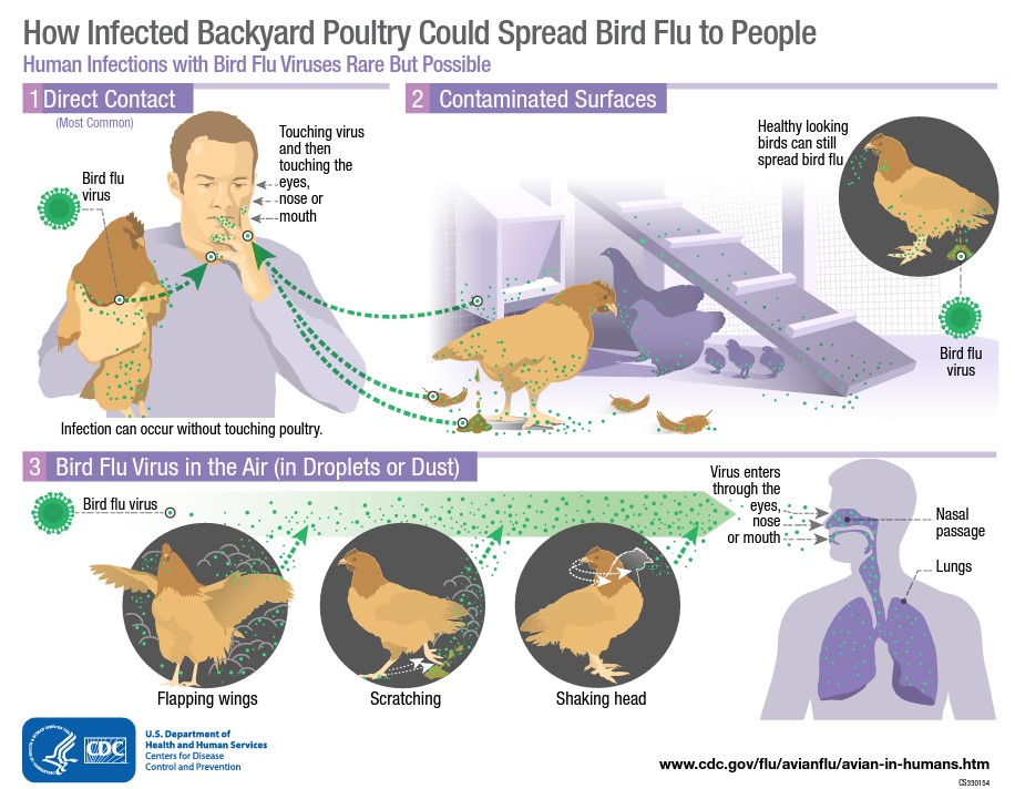 avian flu transmission
