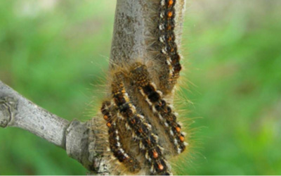 State officials remind Mainers that browntail moth prevention