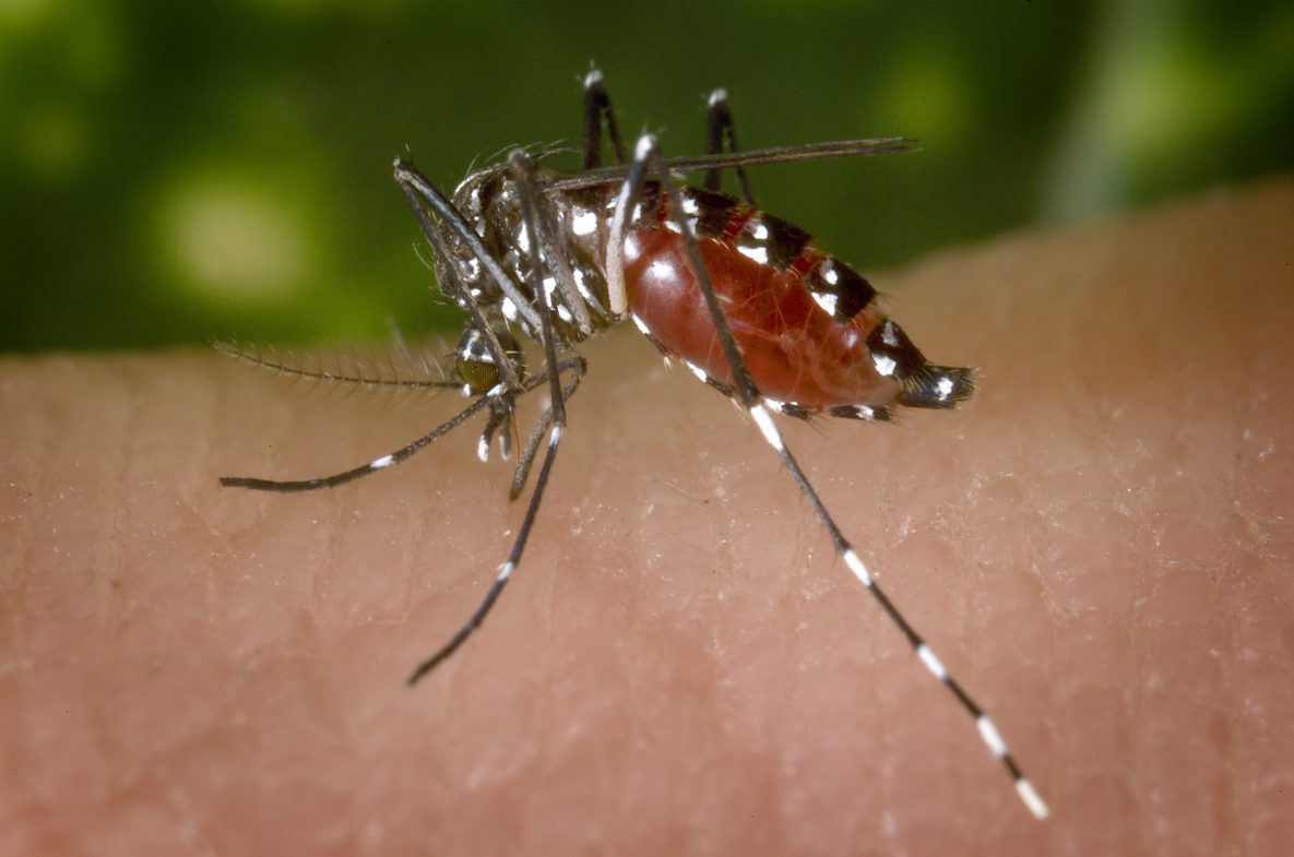 mosquito