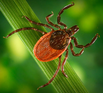 Close up picture of a tick