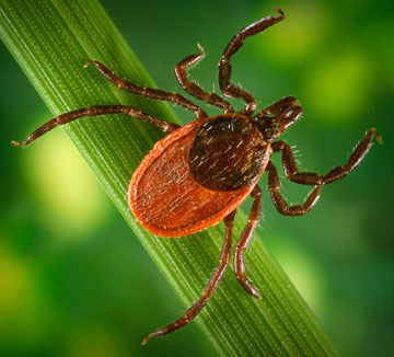 Tick Ecology and Tick Testing | Maine Center for Disease Control